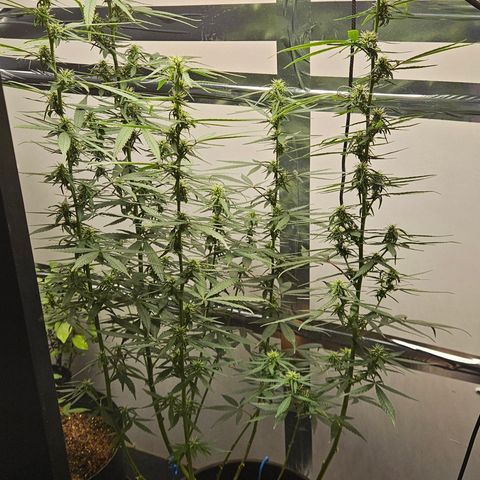 Gorilla Glue growlog timeline photo
