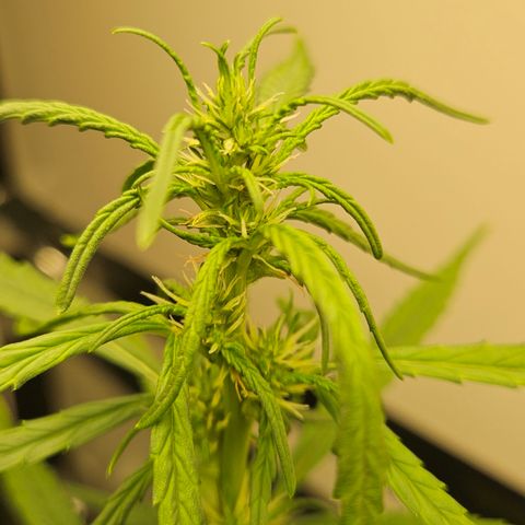 Gorilla Glue growlog timeline photo