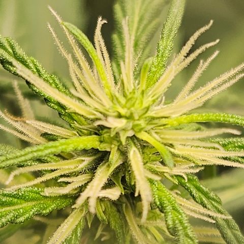 Gorilla Glue growlog timeline photo