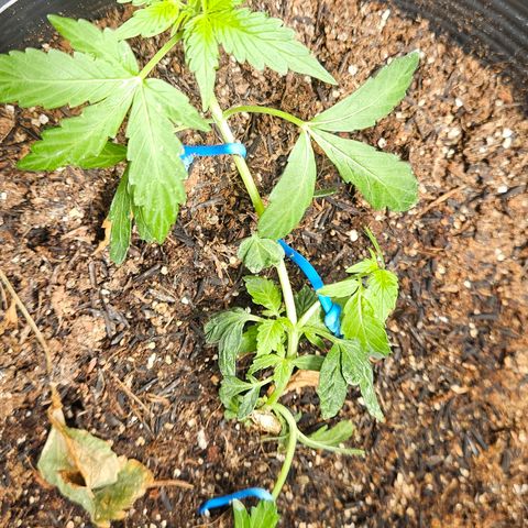 Pineapple express auto growlog timeline photo