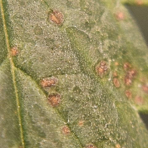 Gorilla Glue growlog photo: Hj observei algumas queimaduras talvez devemos fazer uma rega abundante para tirar um pouco os nutrientes do solo