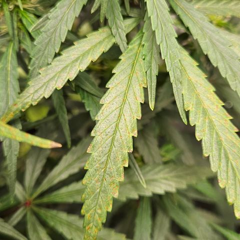 Gorilla Glue growlog photo: Hj observei algumas queimaduras talvez devemos fazer uma rega abundante para tirar um pouco os nutrientes do solo