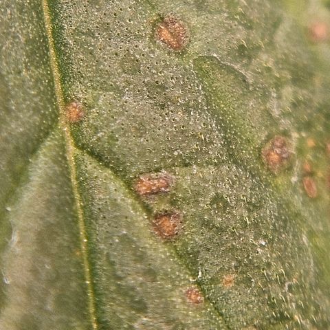 Gorilla Glue growlog photo: Hj observei algumas queimaduras talvez devemos fazer uma rega abundante para tirar um pouco os nutrientes do solo