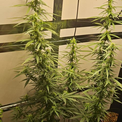 Gorilla Glue growlog timeline photo