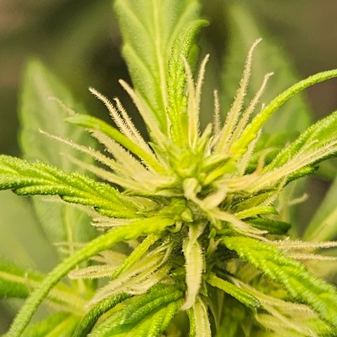 Gorilla Glue growlog timeline photo