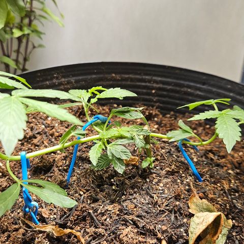 Pineapple express auto growlog timeline photo