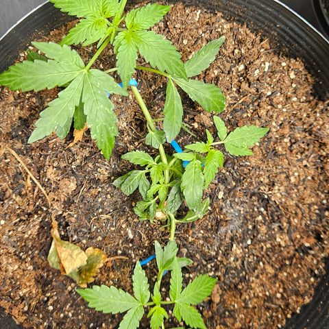 Pineapple express auto growlog timeline photo