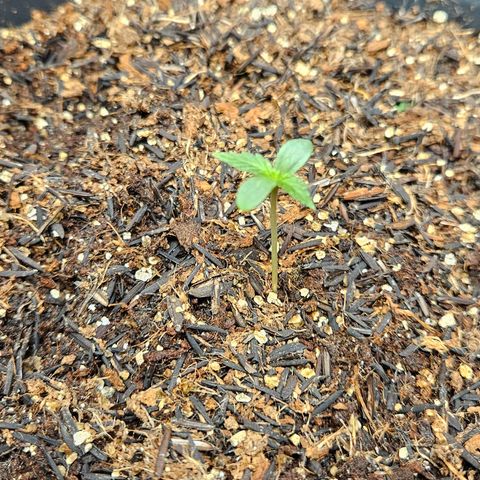 Pineapple Express Auto growlog timeline photo