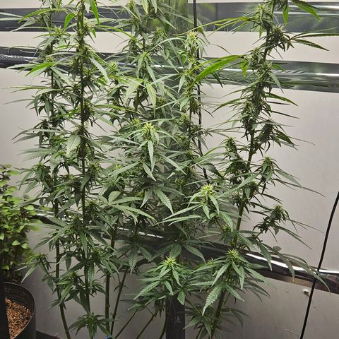 Gorilla Glue growlog timeline photo