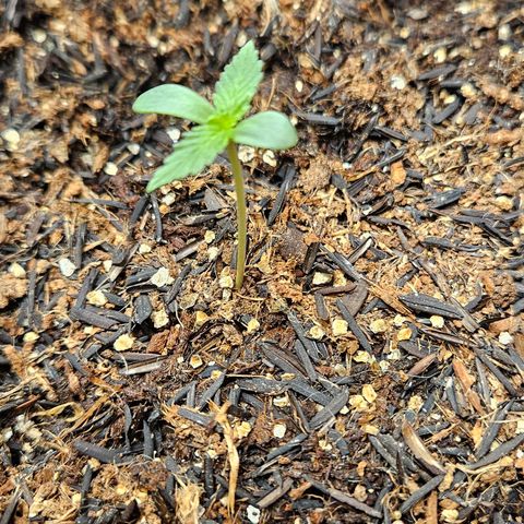 Pineapple Express Auto growlog timeline photo