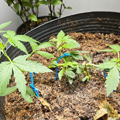 Pineapple express auto growlog timeline photo