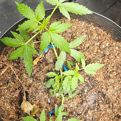 Pineapple express auto growlog timeline photo