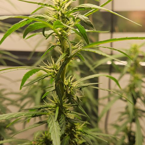 Gorilla Glue growlog photo: Poda realizada 