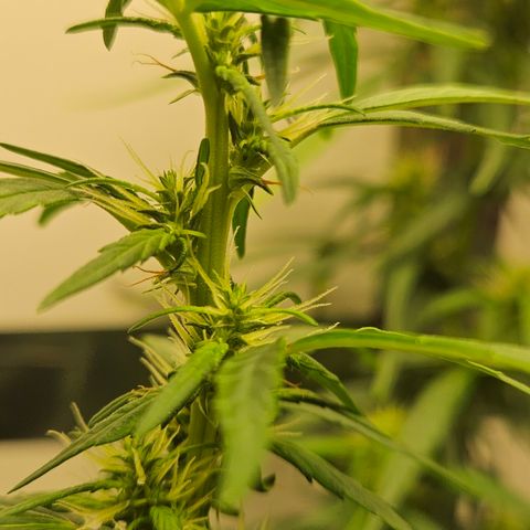 Gorilla Glue growlog photo: Poda realizada 