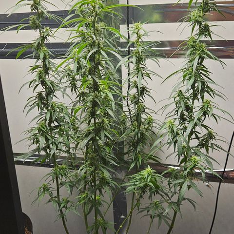 Gorilla Glue growlog photo: Poda realizada 