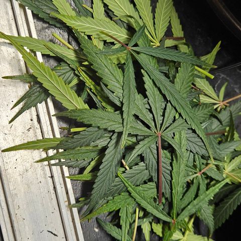 Gorilla Glue growlog photo: Poda realizada 