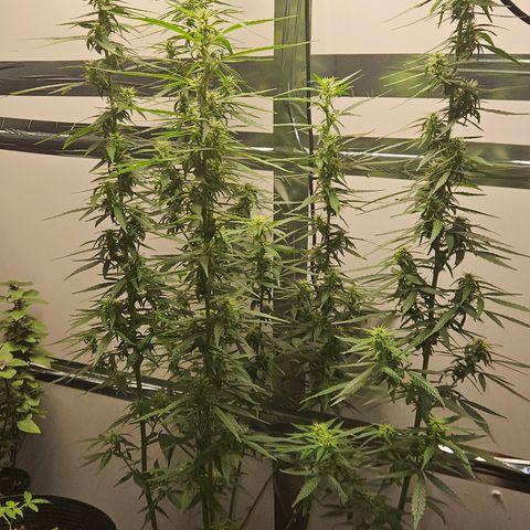 Gorilla Glue growlog timeline photo