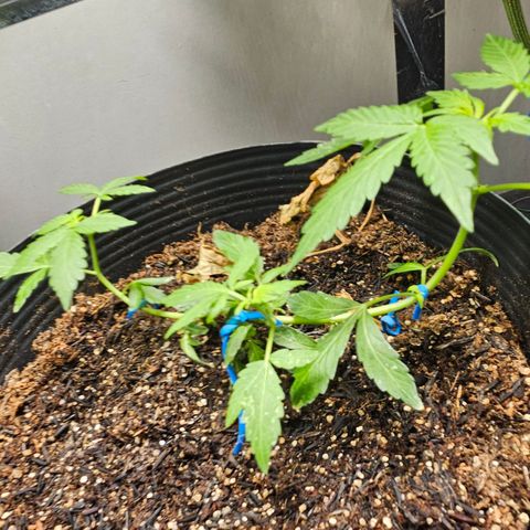 Pineapple express auto growlog timeline photo