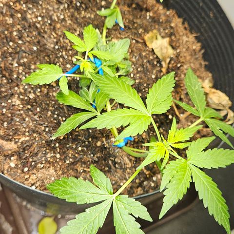 Pineapple express auto growlog timeline photo