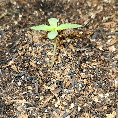 Pineapple Express Auto growlog timeline photo