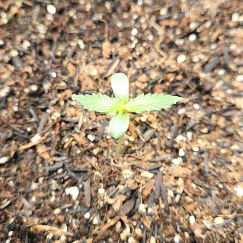 Pineapple Express Auto growlog timeline photo