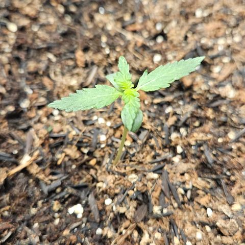 Pineapple Express Auto growlog timeline photo