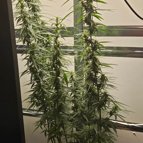 Gorilla Glue growlog timeline photo