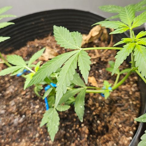 Pineapple express auto growlog timeline photo
