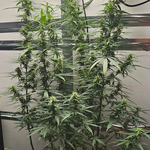 Gorilla Glue growlog timeline photo