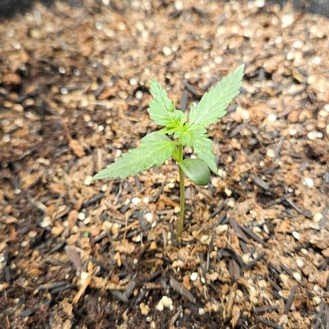 Pineapple Express Auto growlog timeline photo