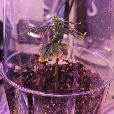 Gorila clone growlog timeline photo