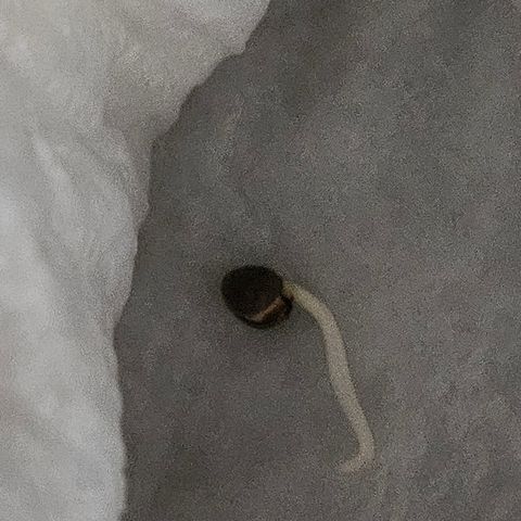 Terple growlog timeline photo