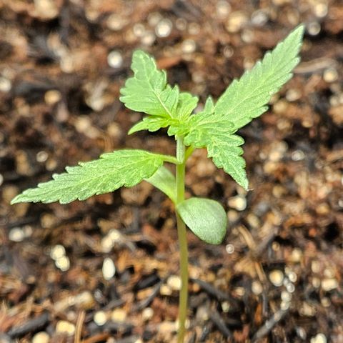 Pineapple Express Auto growlog timeline photo