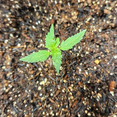Pineapple Express Auto growlog timeline photo