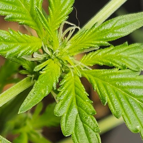 Pineapple express auto growlog timeline photo