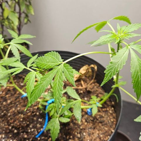 Pineapple express auto growlog timeline photo