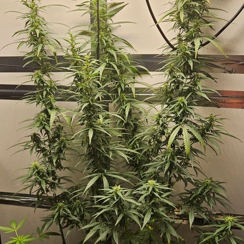 Gorilla Glue growlog timeline photo