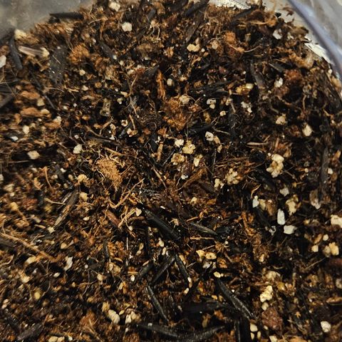 Terple growlog timeline photo