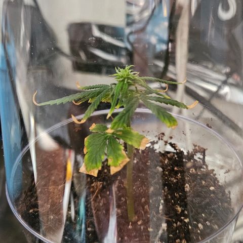 Gorila clone growlog timeline photo
