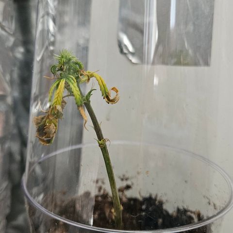 Gorila clone growlog timeline photo