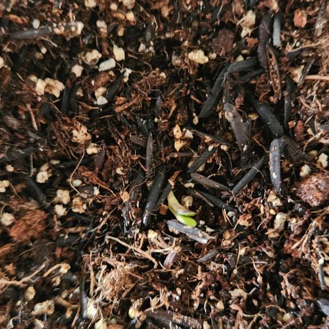 Terple growlog timeline photo