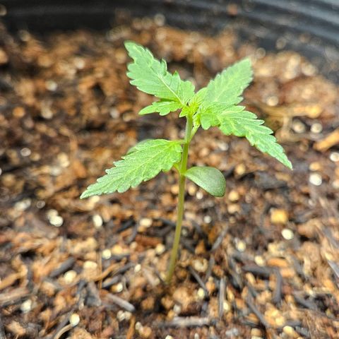 Pineapple Express Auto growlog timeline photo