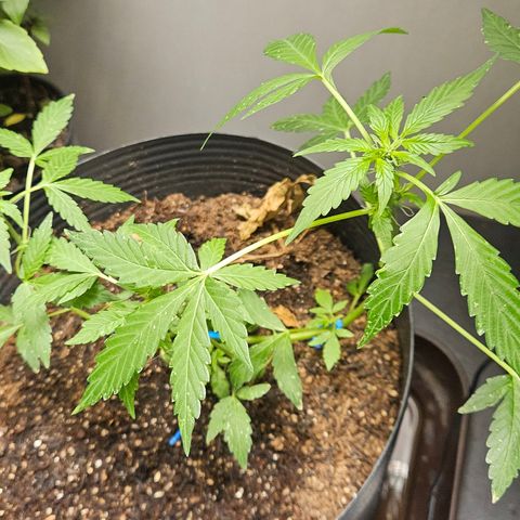 Pineapple express auto growlog timeline photo