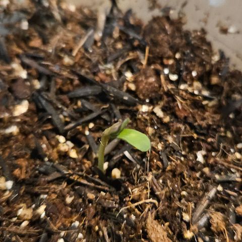 Terple growlog timeline photo