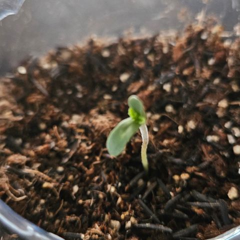 Terple growlog timeline photo