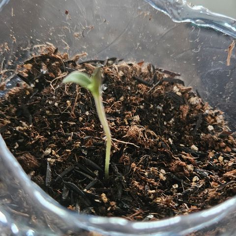 Terple growlog timeline photo