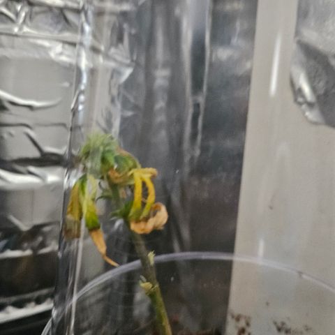 Gorila clone growlog timeline photo