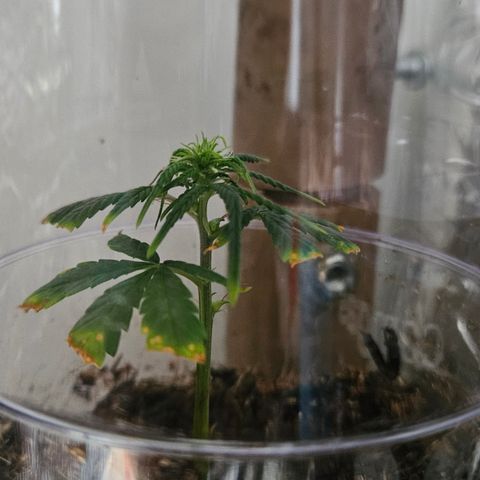 Gorila clone growlog timeline photo
