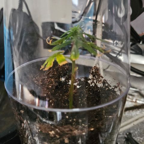 Gorila clone growlog timeline photo