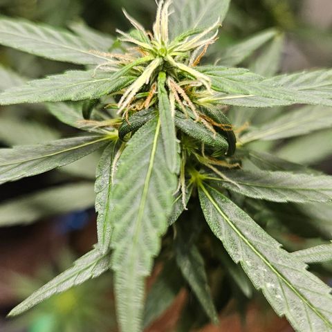 Gorilla Glue growlog timeline photo